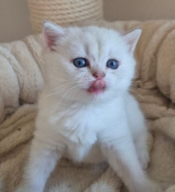 Unsere Kitten sind geboren….wir sind happy über die grosse Vielfalt!
