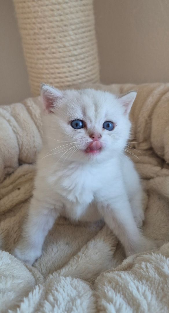 Unsere Kitten sind geboren….wir sind happy über die grosse Vielfalt!