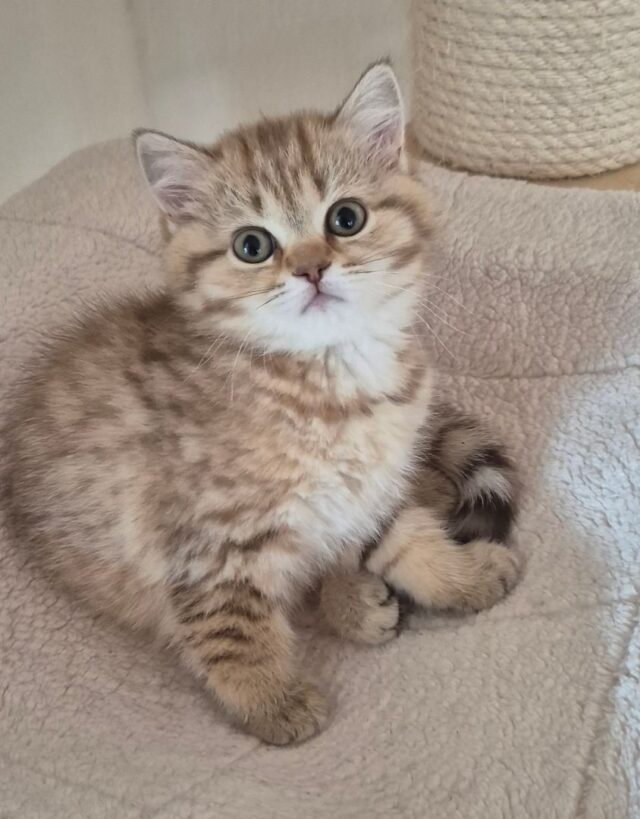 Wir erwarten unsere ersten Kitten im 2026