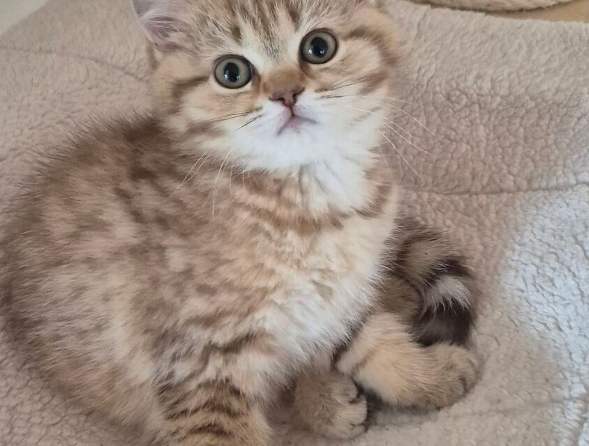 Wir erwarten unsere ersten Kitten im 2026
