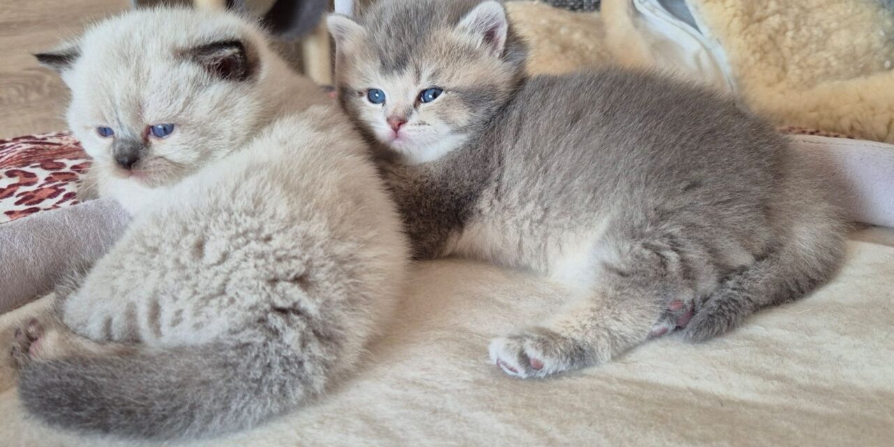 My Golden Angel Magic Green Eyes ist Mama!