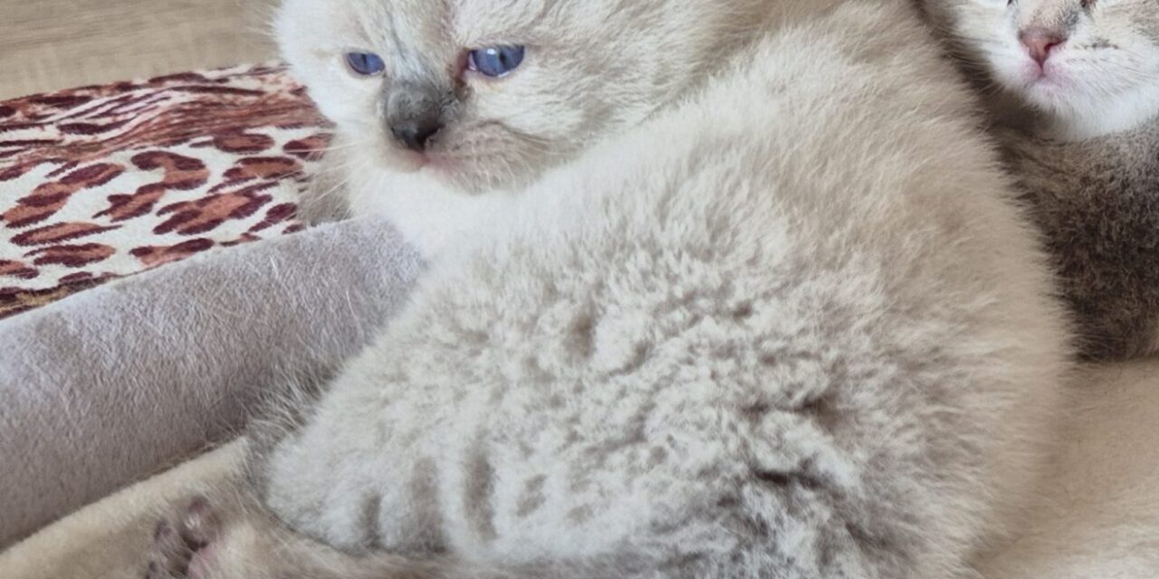 Kitten – Nala Magic Green Eyes