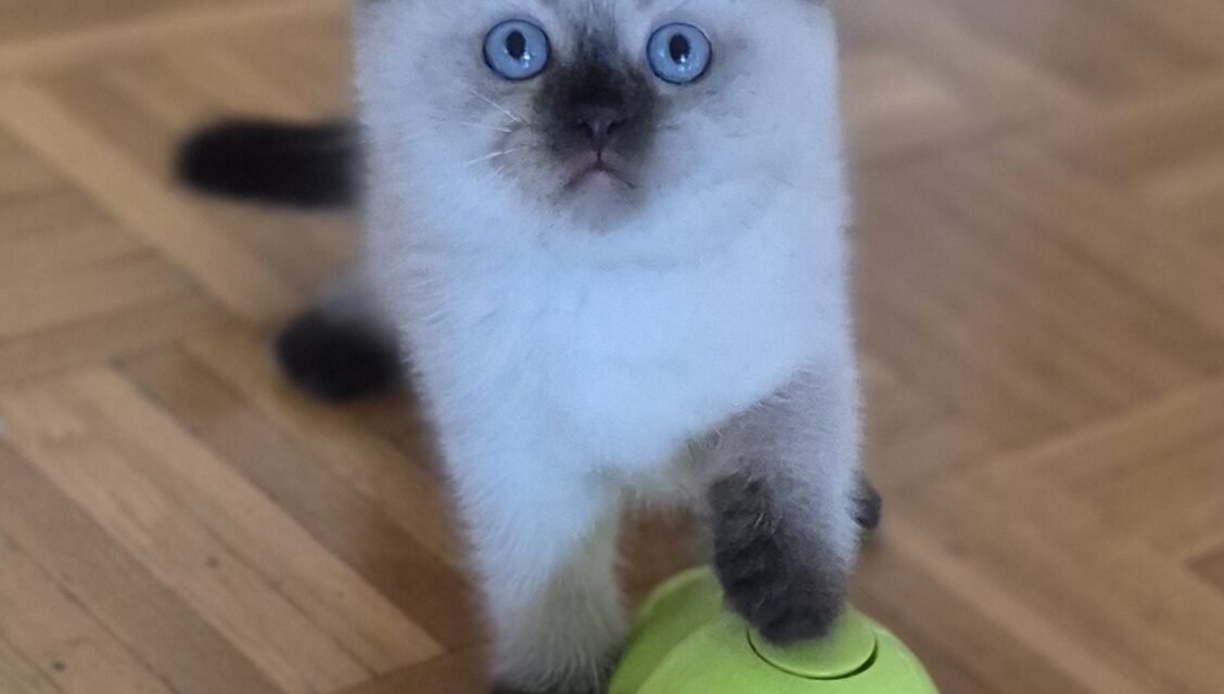 Nala ist Nugget Rocky….smile